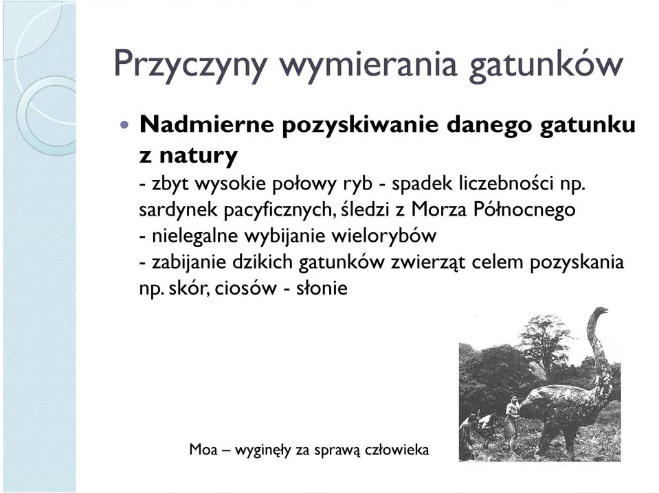 sardynek pacyficznych, śledzi z Morza Północnego - nielegalne wybijanie