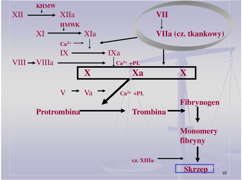 X Xa X V Va Ca 2+ +PL Protrombina Trombina