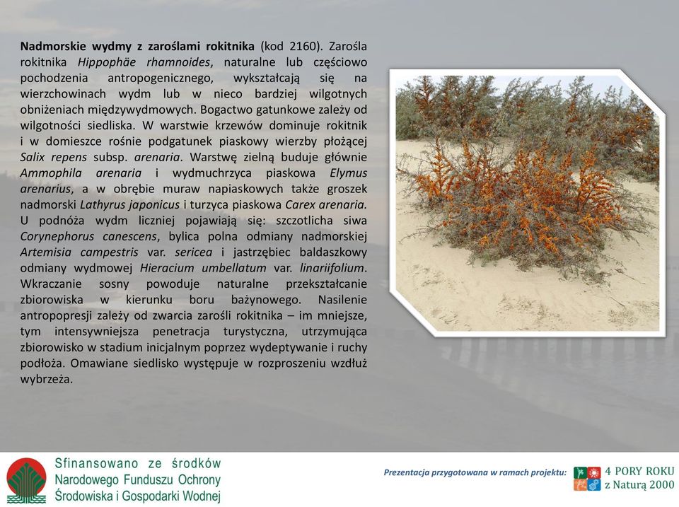 Bogactwo gatunkowe zależy od wilgotności siedliska. W warstwie krzewów dominuje rokitnik i w domieszce rośnie podgatunek piaskowy wierzby płożącej Salix repens subsp. arenaria.