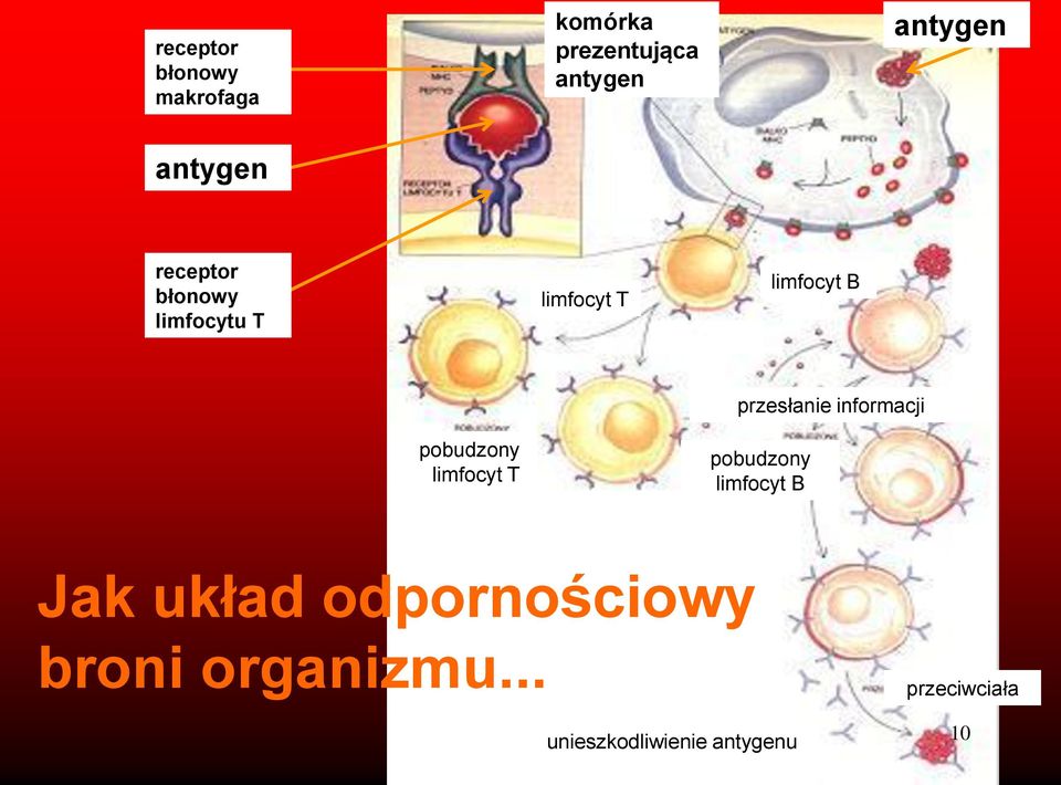 przesłanie informacji pobudzony limfocyt T pobudzony limfocyt B Jak