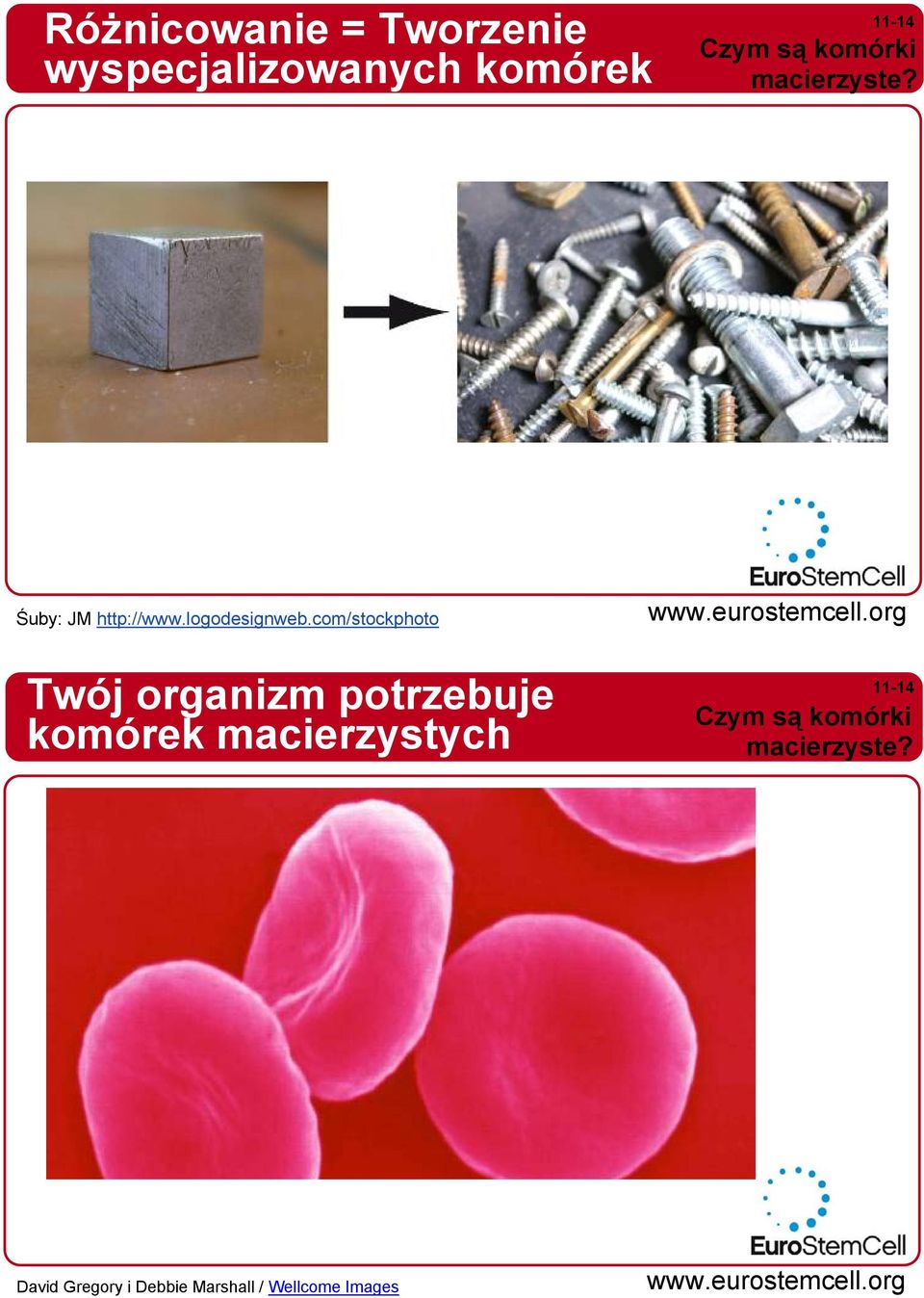 com/stockphoto Twój organizm potrzebuje komórek Czym są