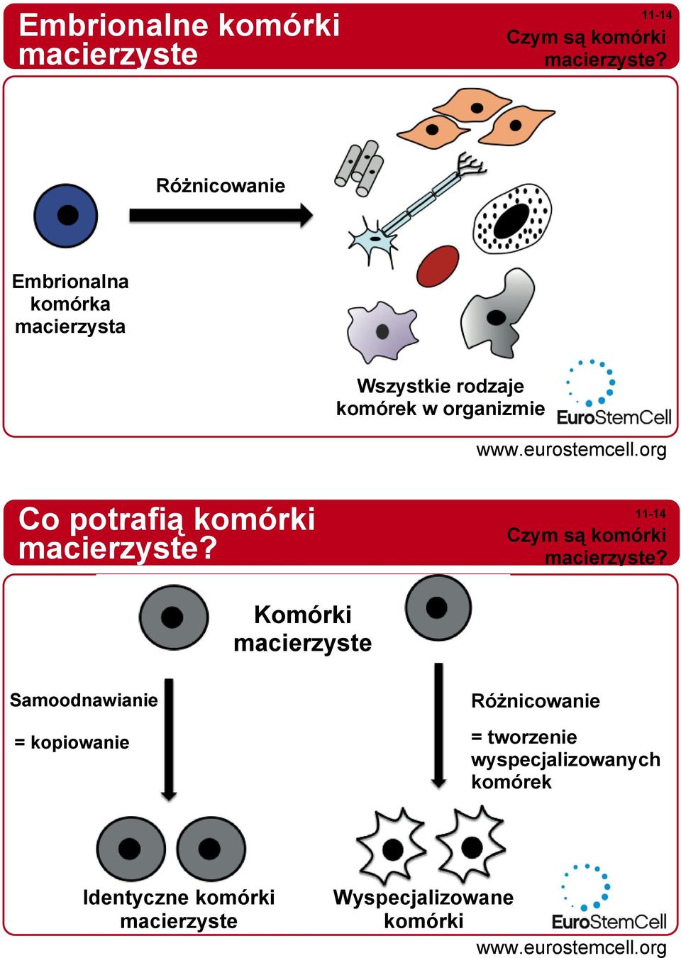 potrafią komórki macierzyste? Czym są komórki macierzyste?