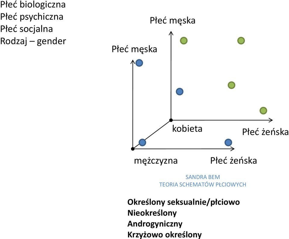 Płeć żeńska SANDRA BEM TEORIA SCHEMATÓW PŁCIOWYCH Określony