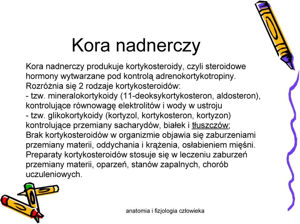 mineralokortykoidy (11-deoksykortykosteron, aldosteron), kontrolujące równowagę elektrolitów i wody w ustroju - tzw.