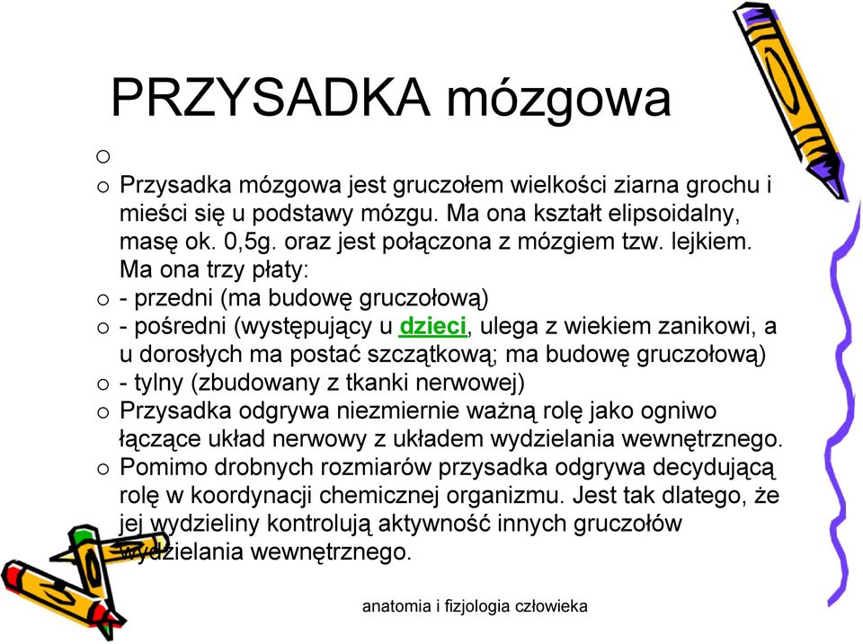 Ma ona trzy płaty: - przedni (ma budowę gruczołową) - pośredni (występujący u dzieci, ulega z wiekiem zanikowi, a u dorosłych ma postać szczątkową; ma budowę gruczołową) -