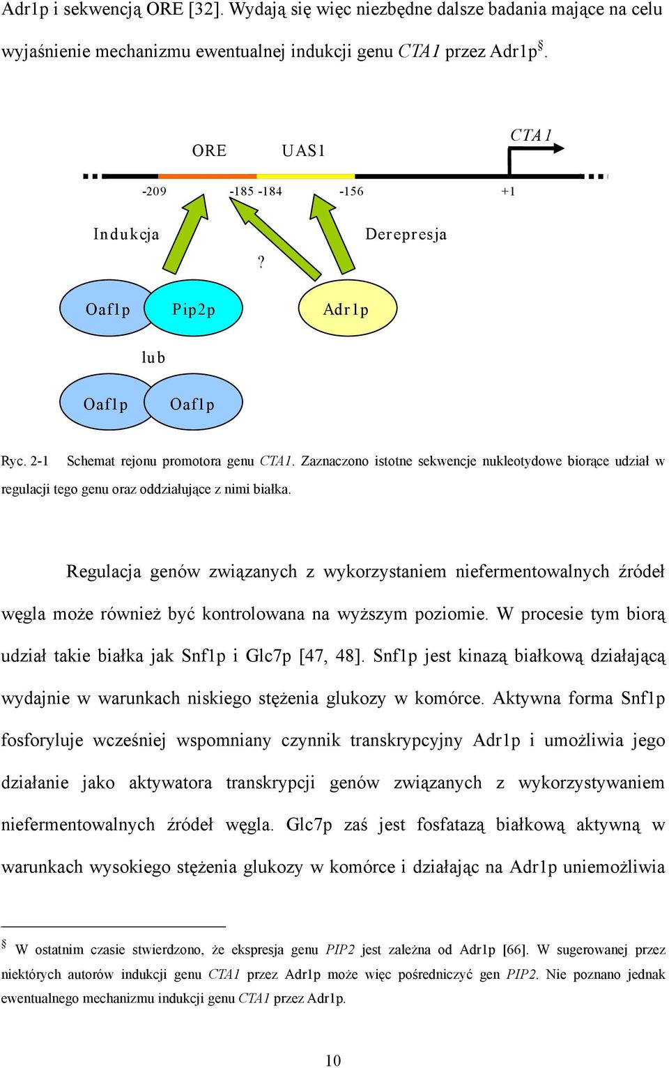 Zaznaczono istotne sekwencje nukleotydowe biorące udział w regulacji tego genu oraz oddziałujące z nimi białka.