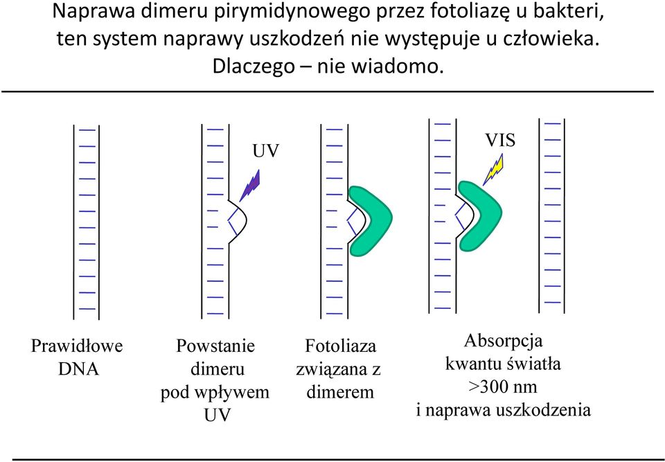 UV VIS Prawidłowe DA Powstanie dimeru pod wpływem UV Fotoliaza