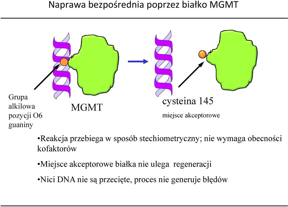 sposób stechiometryczny; nie wymaga obecności kofaktorów Miejsce