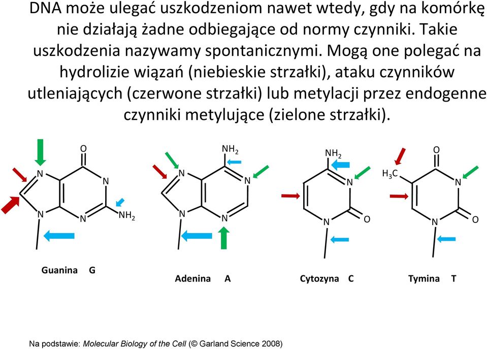 Mogą one polegać na hydrolizie wiązań (niebieskie strzałki), ataku czynników utleniających (czerwone strzałki)