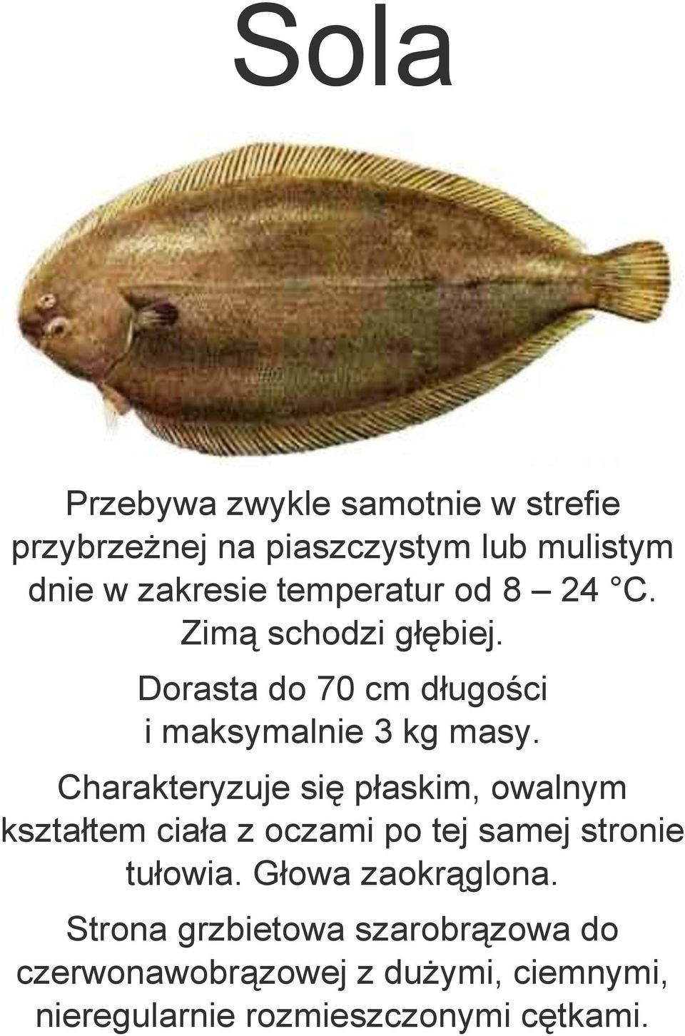 Charakteryzuje się płaskim, owalnym kształtem ciała z oczami po tej samej stronie tułowia.