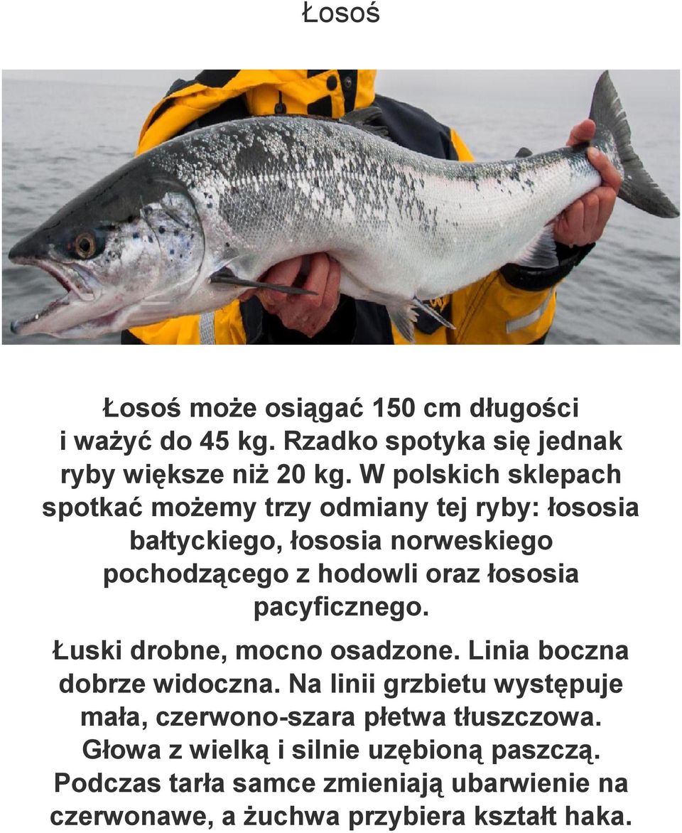 łososia pacyficznego. Łuski drobne, mocno osadzone. Linia boczna dobrze widoczna.