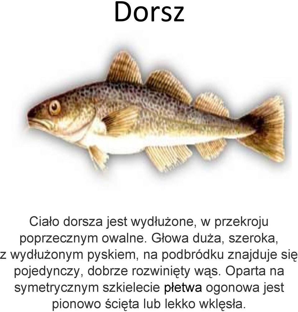 Głowa duża, szeroka, z wydłużonym pyskiem, na podbródku znajduje