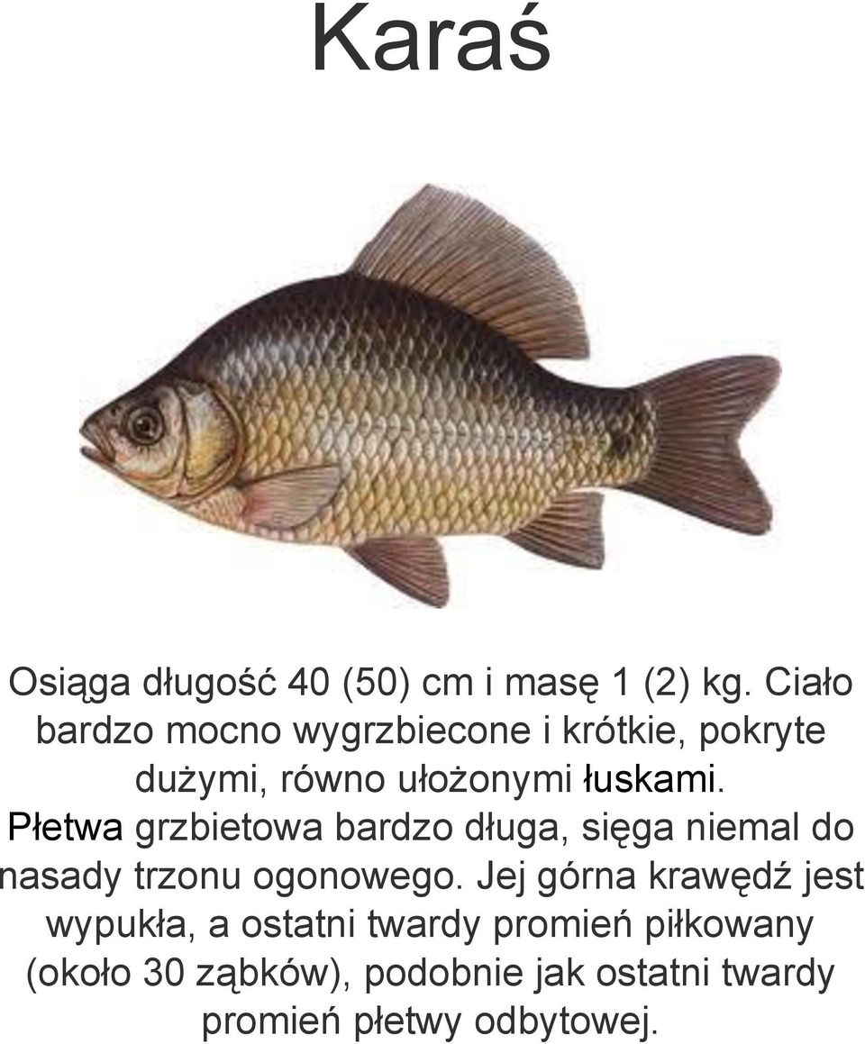 Płetwa grzbietowa bardzo długa, sięga niemal do nasady trzonu ogonowego.