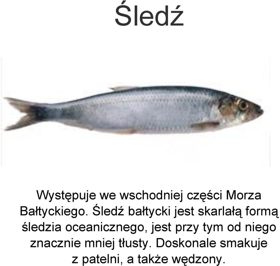 Śledź bałtycki jest skarlałą formą śledzia