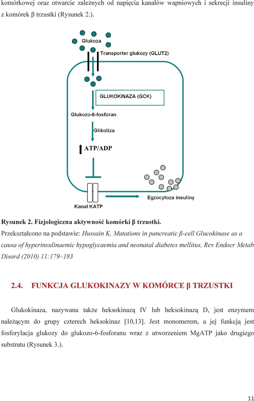 Przekształcono na podstawie: Hussain K, Mutations in pancreatic ß-cell Glucokinase as a causa of hyperinsulinaemic hypoglycaemia and neonatal diabetes mellitus, Rev Endocr