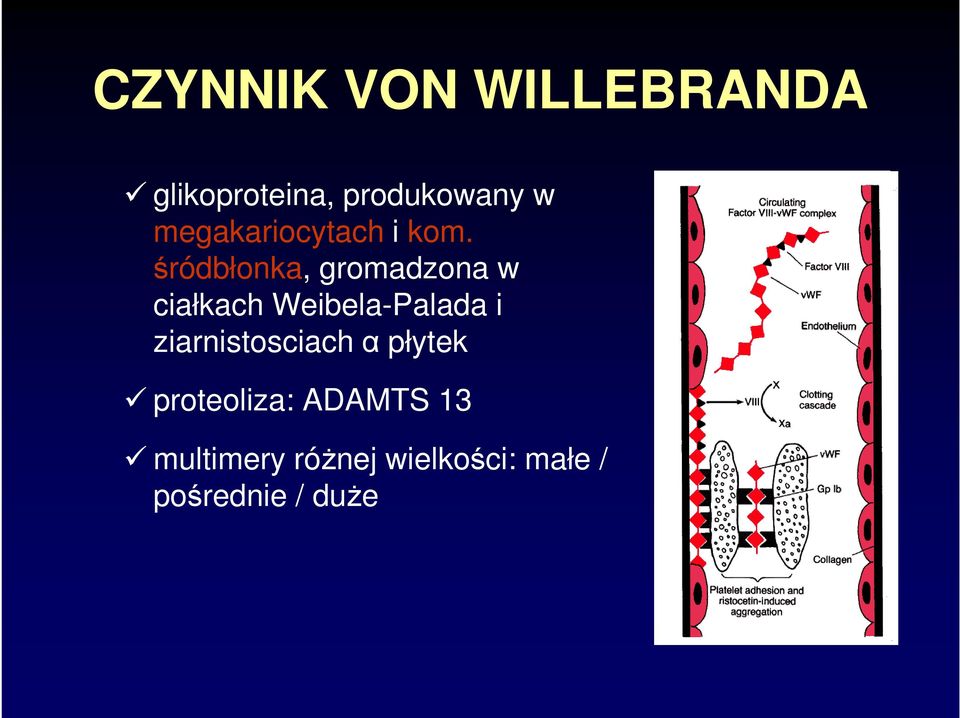 śródbłonka, gromadzona w ciałkach Weibela-Palada i