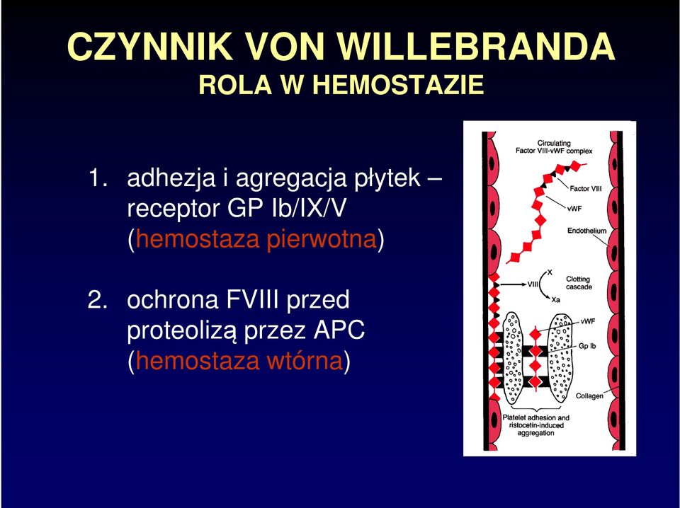 Ib/IX/V (hemostaza pierwotna) 2.