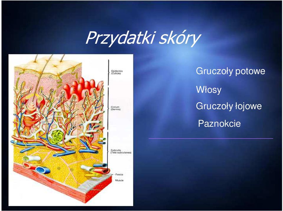 Włosy Gruczoły