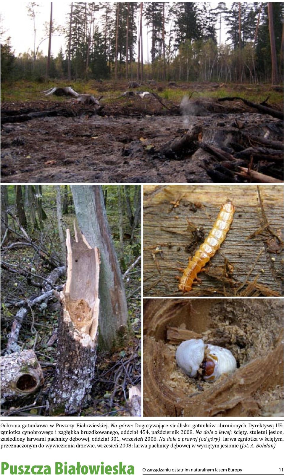 październik 2008. Na dole z lewej: ścięty, stuletni jesion, zasiedlony larwami pachnicy dębowej, oddział 301, wrzesień 2008.