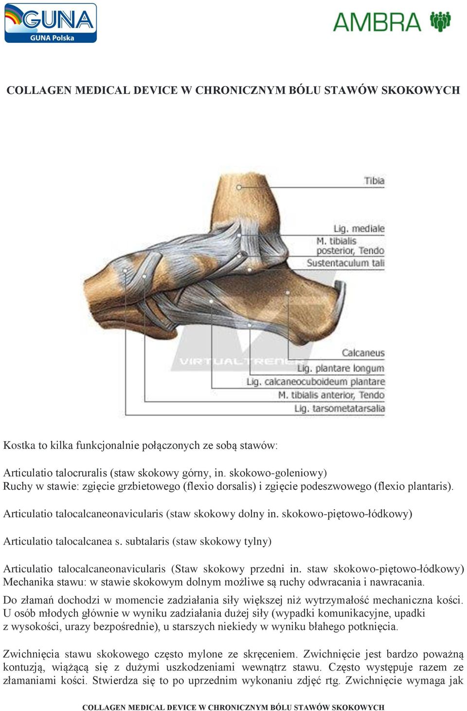 skokowo-piętowo-łódkowy) Articulatio talocalcanea s. subtalaris (staw skokowy tylny) Articulatio talocalcaneonavicularis (Staw skokowy przedni in.