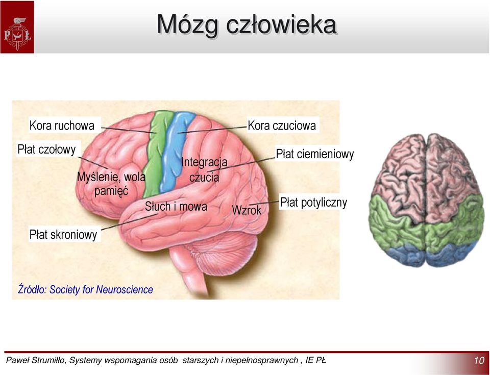 Słuch i mowa Płat skroniowy Wzrok Płat