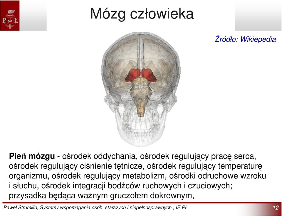 organizmu, ośrodek regulujący metabolizm, ośrodki odruchowe wzroku i słuchu, ośrodek