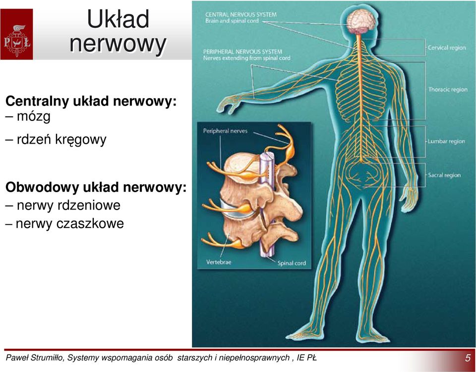 kręgowy Obwodowy układ