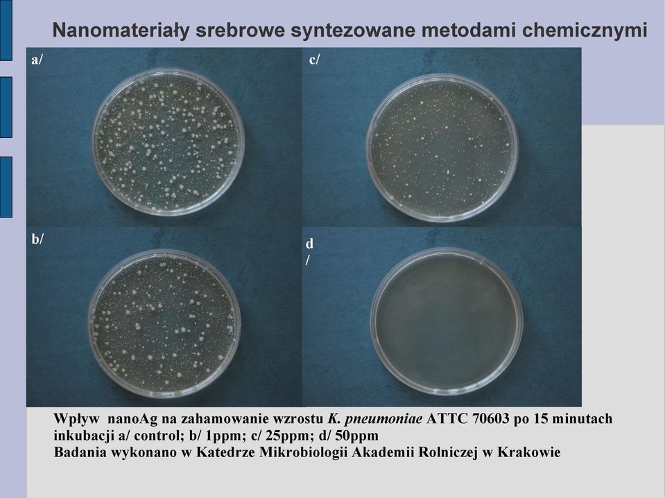 pneumoniae ATTC 763 po 15 minutach inkubacji a/ control; b/ 1ppm;