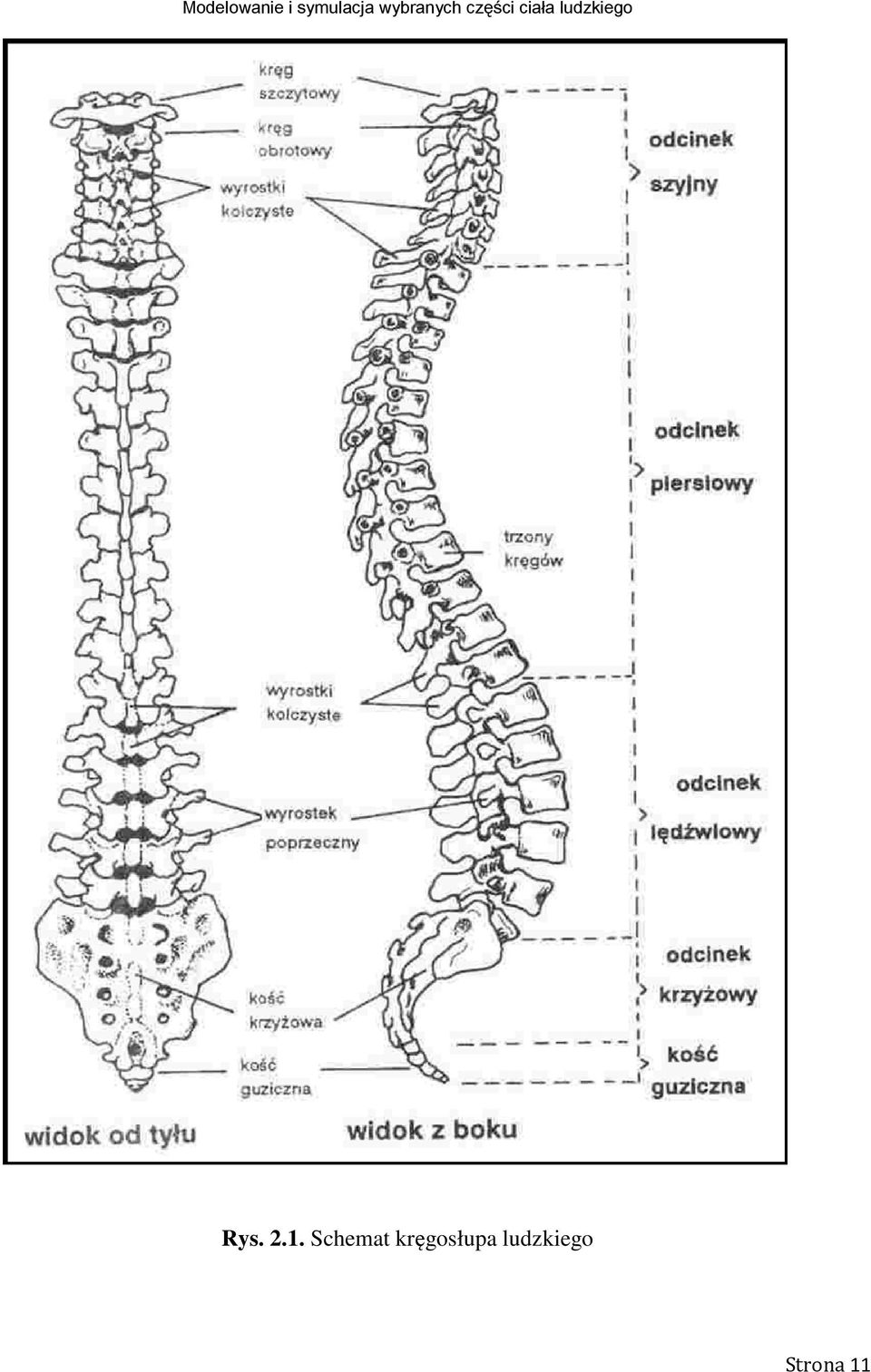 kręgosłupa