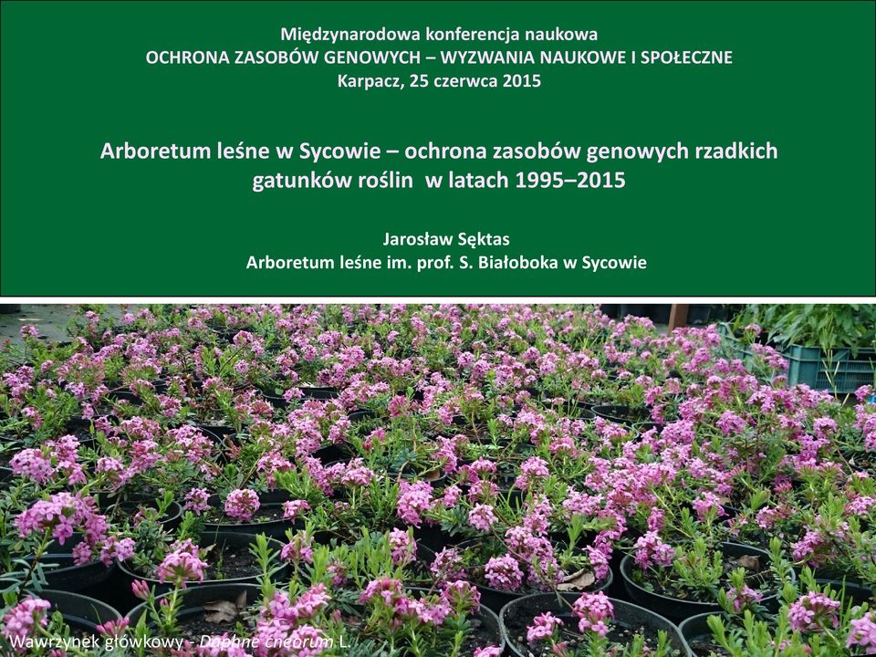 zasobów genowych rzadkich gatunków roślin w latach 1995 2015 Jarosław Sęktas