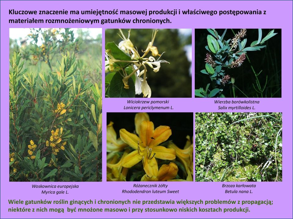 Różanecznik żółty Rhododendron luteum Sweet Brzoza karłowata Betula nana L.