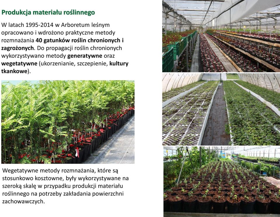 Do propagacji roślin chronionych wykorzystywano metody generatywne oraz wegetatywne (ukorzenianie, szczepienie, kultury