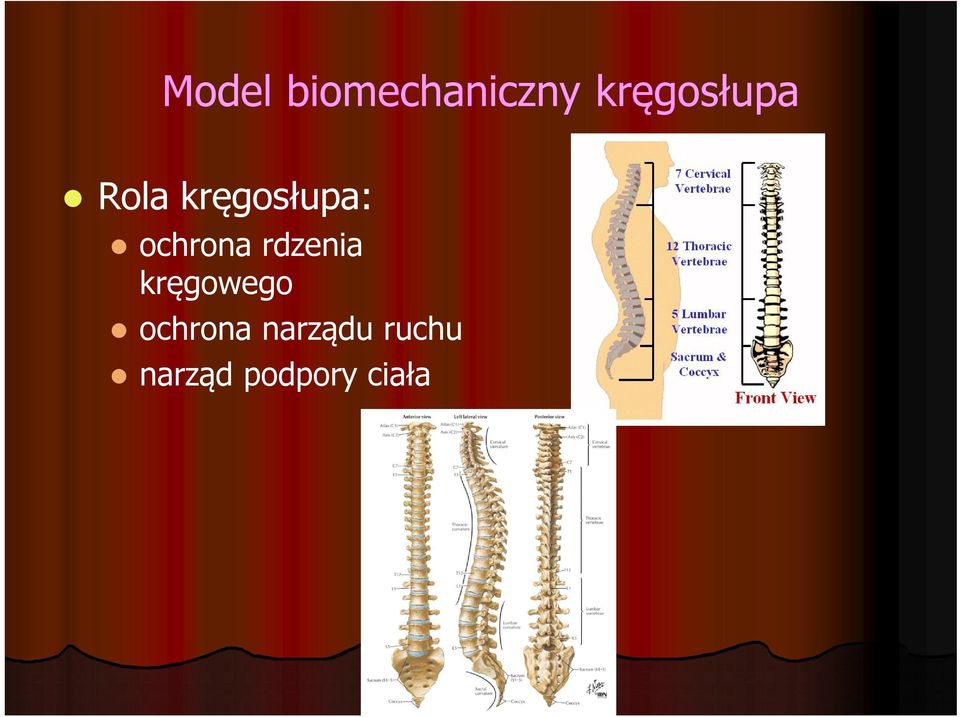 ochrona rdzenia kręgowego