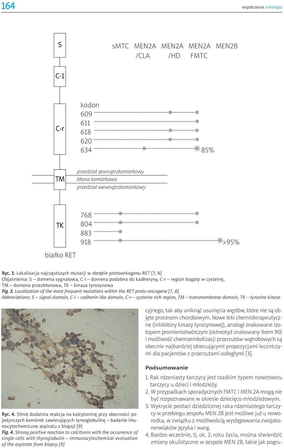 Lokalizacja najczêstszych mutacji w obrêbie protoonkogenu RET [7, 8] Objaœnienia: S domena sygna³owa, C-l domena podobna do kadheryny, C-r region bogaty w cysteinê, TM domena przezb³onowa, TK kinaza