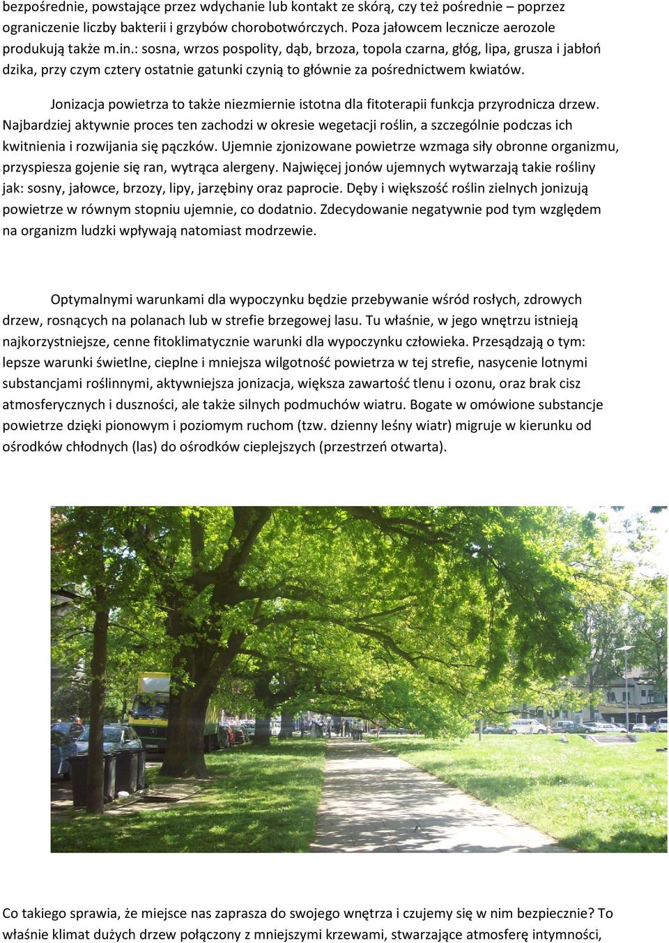 Jonizacja powietrza to także niezmiernie istotna dla fitoterapii funkcja przyrodnicza drzew.