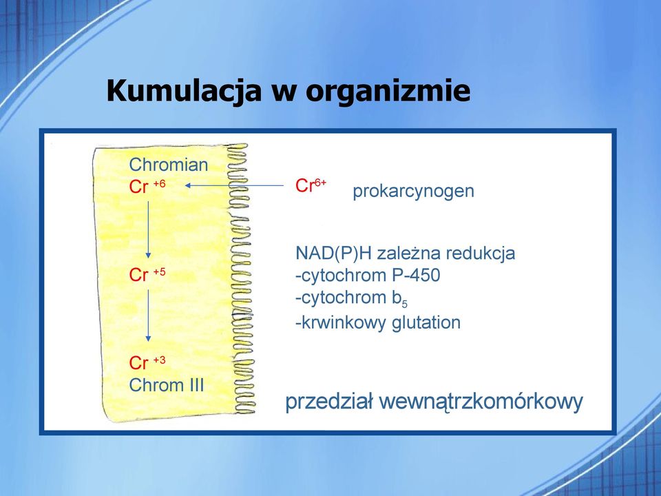 -cytochrom P-450 -cytochrom b 5 -krwinkowy