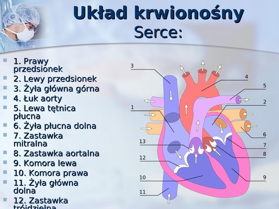 Lewa tętnica płucna 6. Żyła płucna dolna 7.