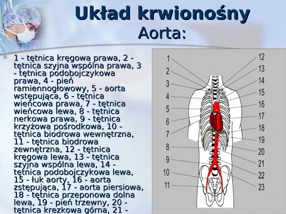 biodrowa wewnętrzna, 11 - tętnica biodrowa zewnętrzna, 12 - tętnica kręgowa lewa, 13 - tętnica szyjna wspólna lewa, 14 tętnica podobojczykowa