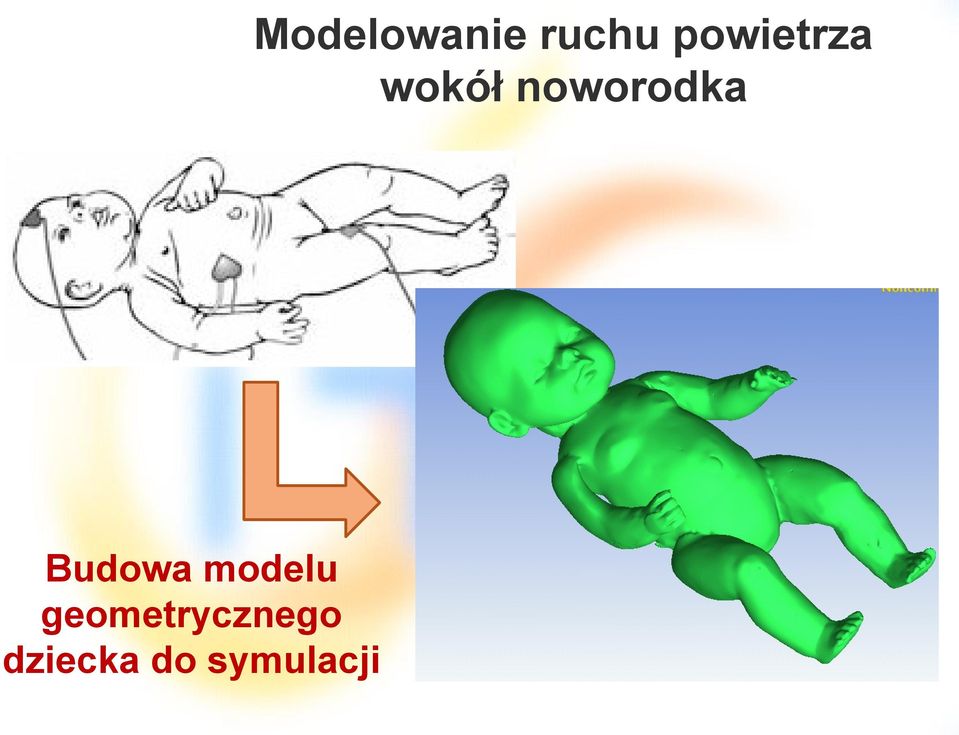 noworodka Budowa modelu