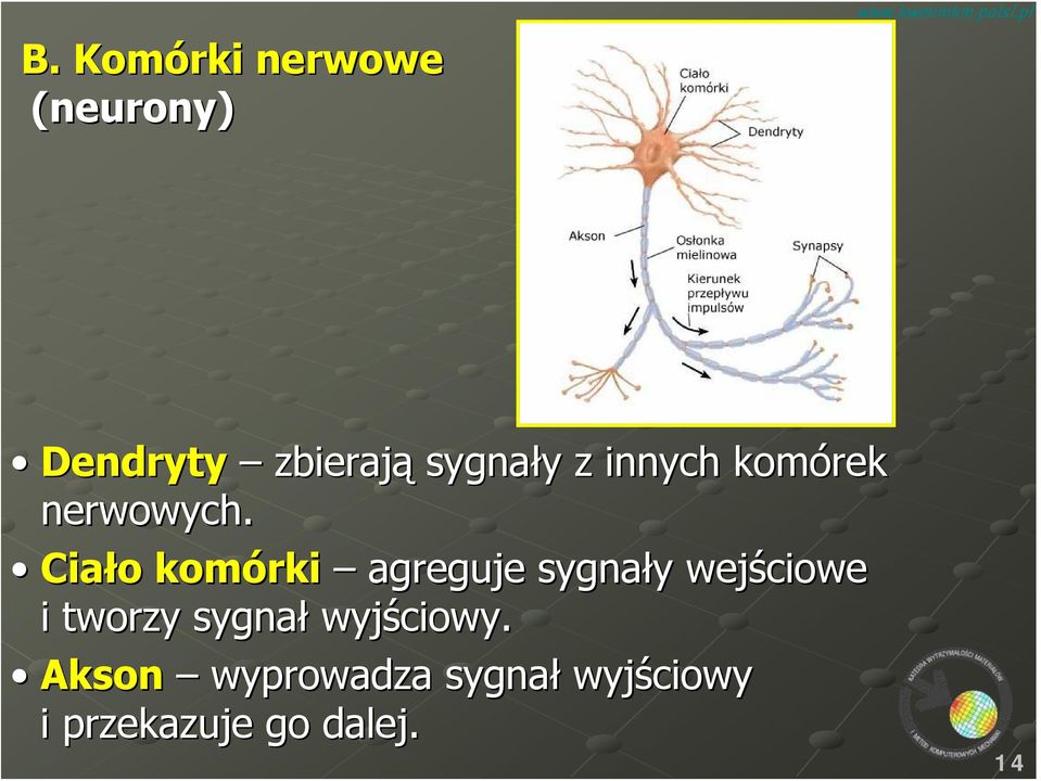 Ciało komórki agreguje sygnały wejściowe i tworzy