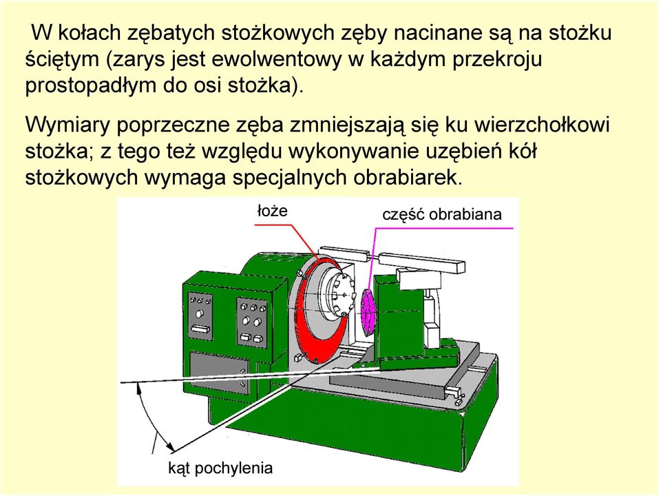 Wymiary poprecne ęba mniejsają się ku wierchołkowi stożka; tego też wględu