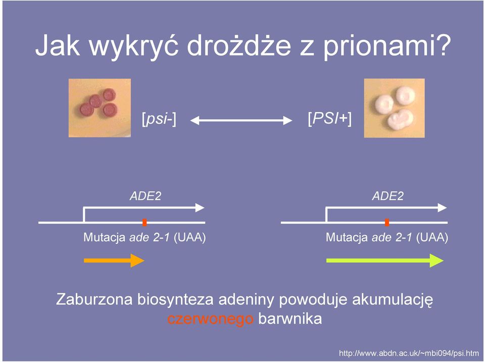 Mutacja ade 2-1 (UAA) Zaburzona biosynteza adeniny