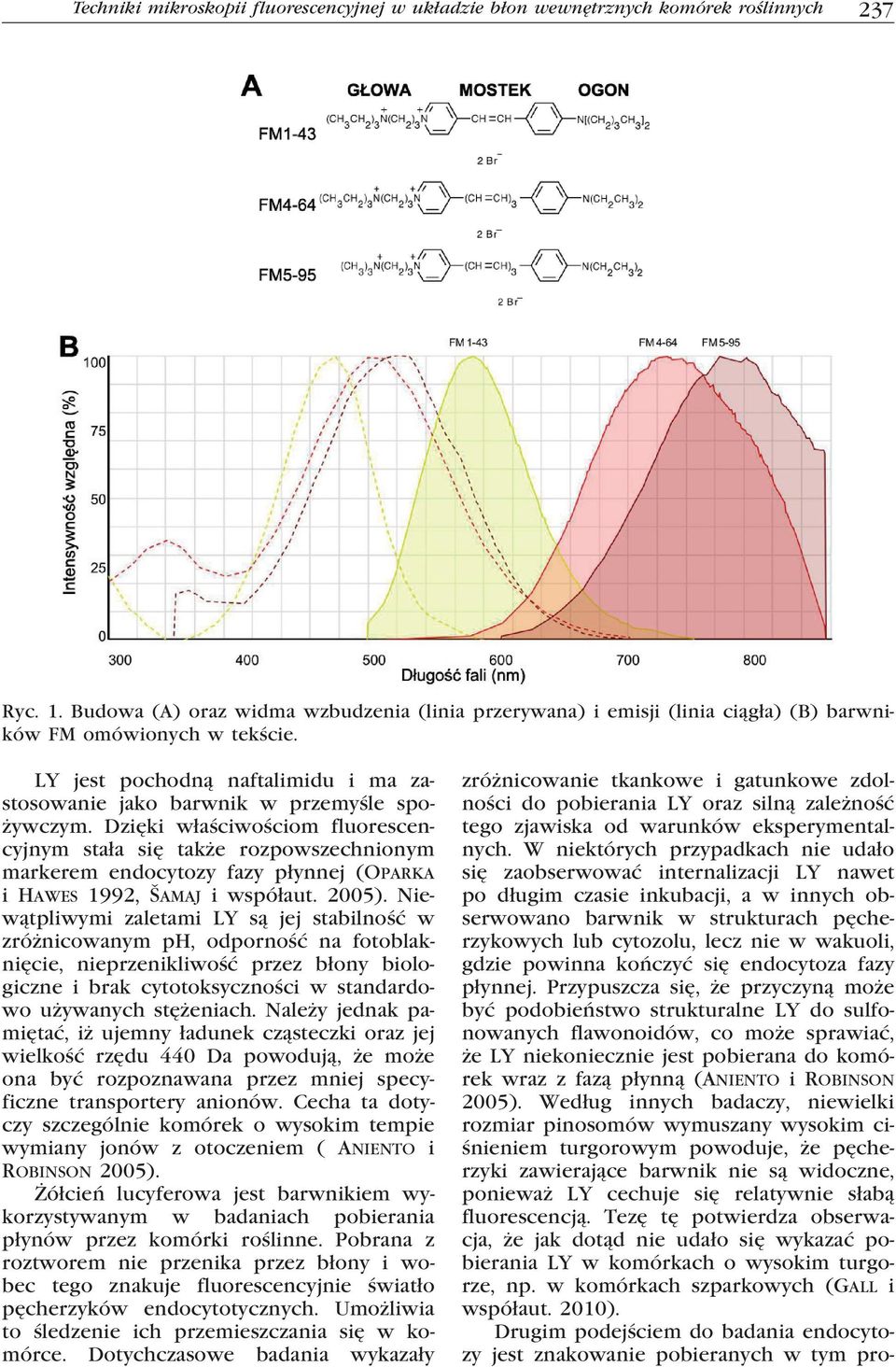 Dzięki właściwościom fluorescencyjnym stała się także rozpowszechnionym markerem endocytozy fazy płynnej (Oparka i Hawes 1992, Šamaj i współaut. 2005).