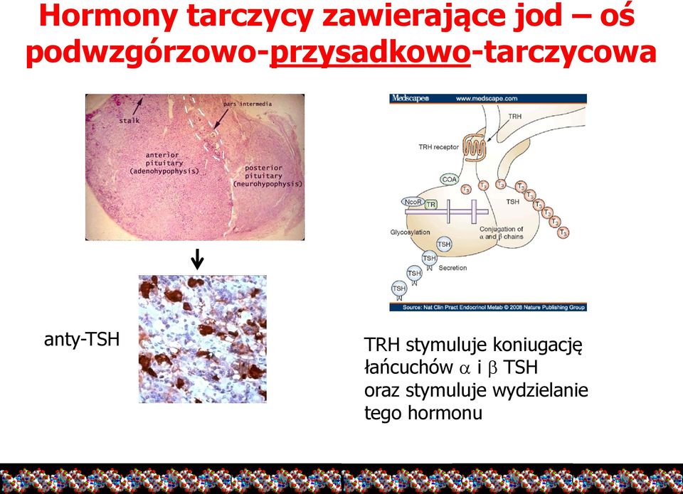 anty-tsh TRH stymuluje koniugację