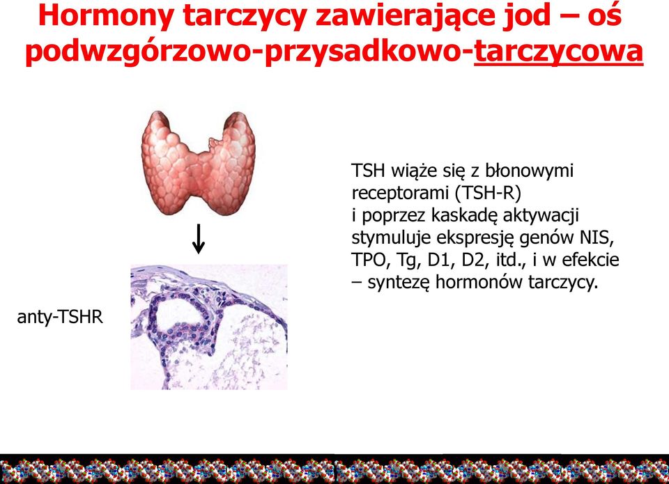 błonowymi receptorami (TSH-R) i poprzez kaskadę aktywacji