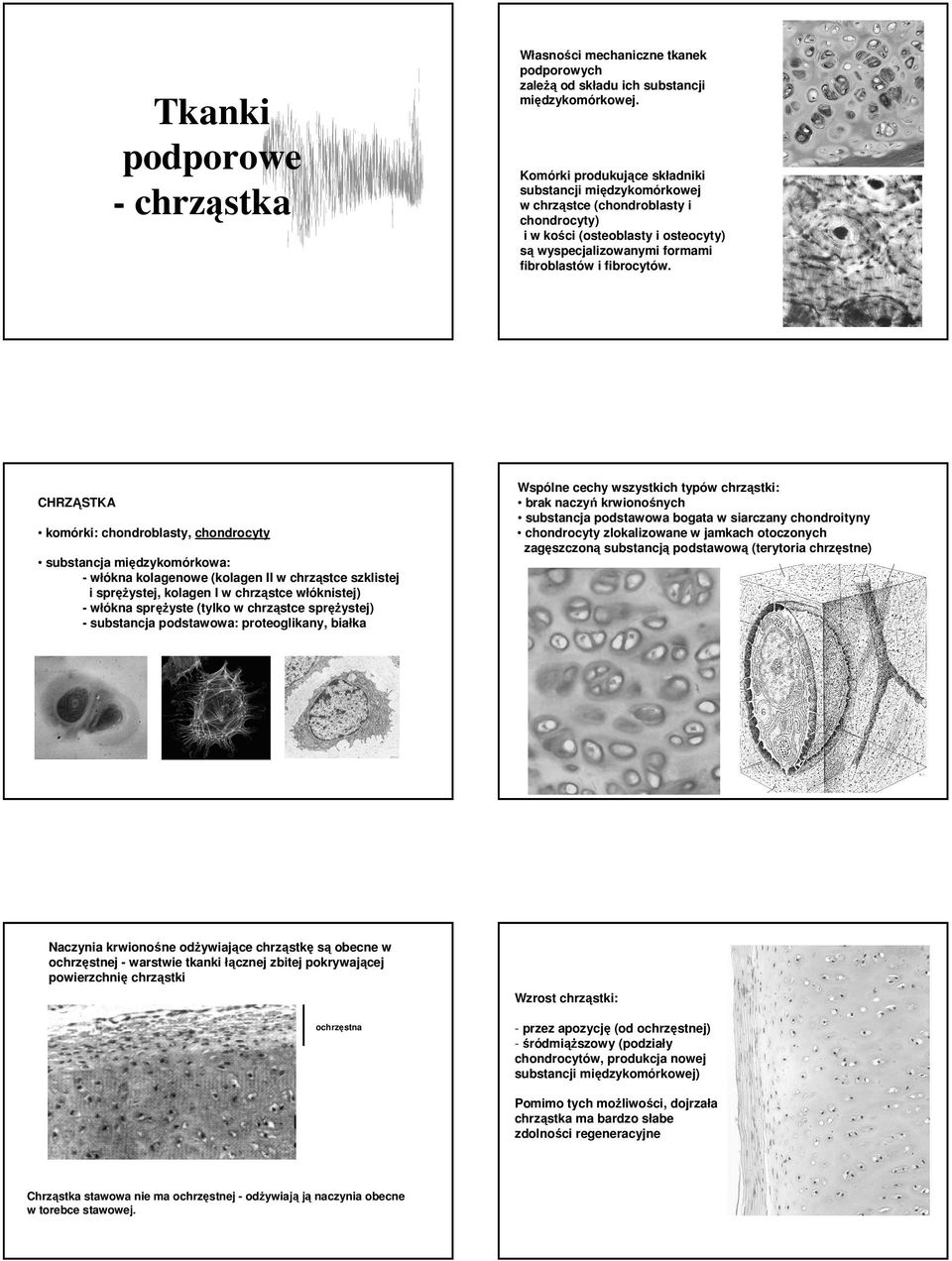 CHRZĄSTKA komórki: chondroblasty, chondrocyty substancja międzykomórkowa: - włókna kolagenowe (kolagen II w chrząstce szklistej i spręŝystej, kolagen I w chrząstce włóknistej) - włókna spręŝyste