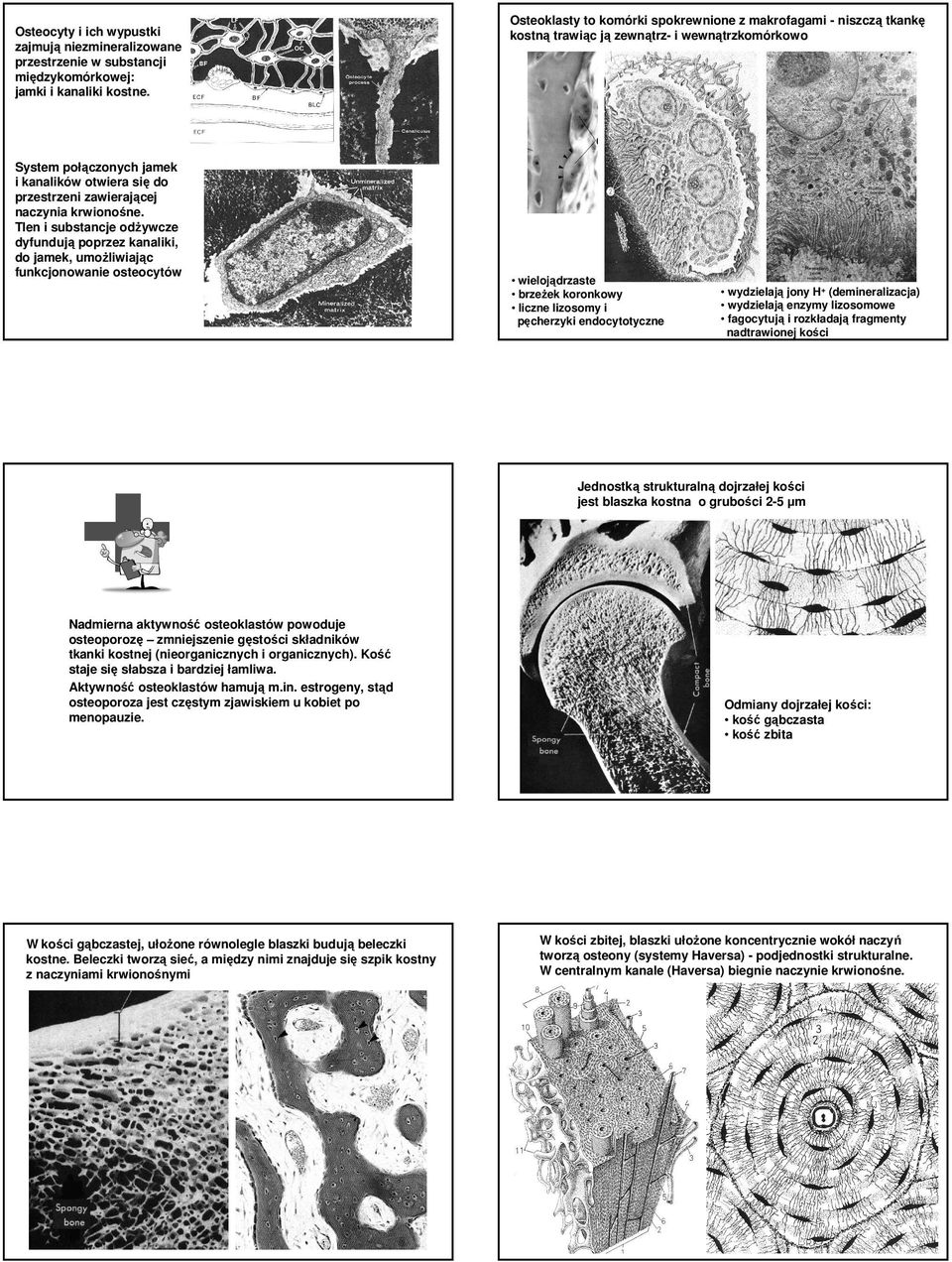 Tlen i substancje odŝywcze dyfundują poprzez kanaliki, do jamek, umoŝliwiając funkcjonowanie osteocytów Osteoklasty to komórki spokrewnione z makrofagami - niszczą tkankę kostną trawiąc ją zewnątrz-