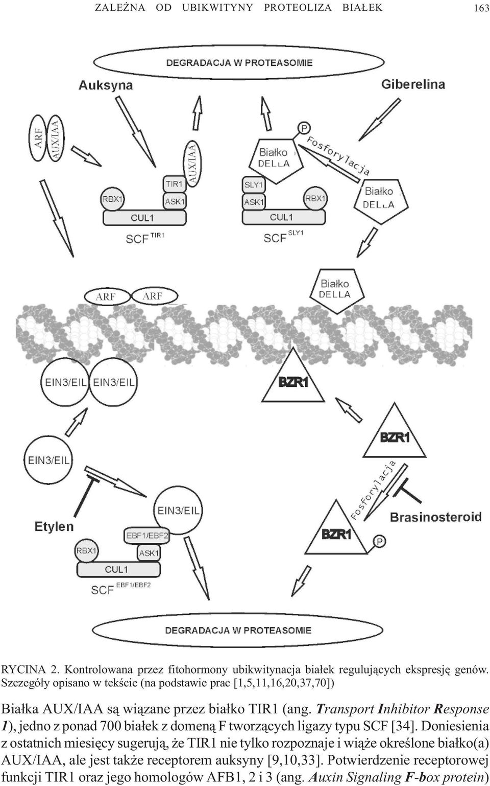 Transport Inhibitor Response 1), jedno z ponad 700 bia³ek z domen¹ F tworz¹cych ligazy typu SCF [34].