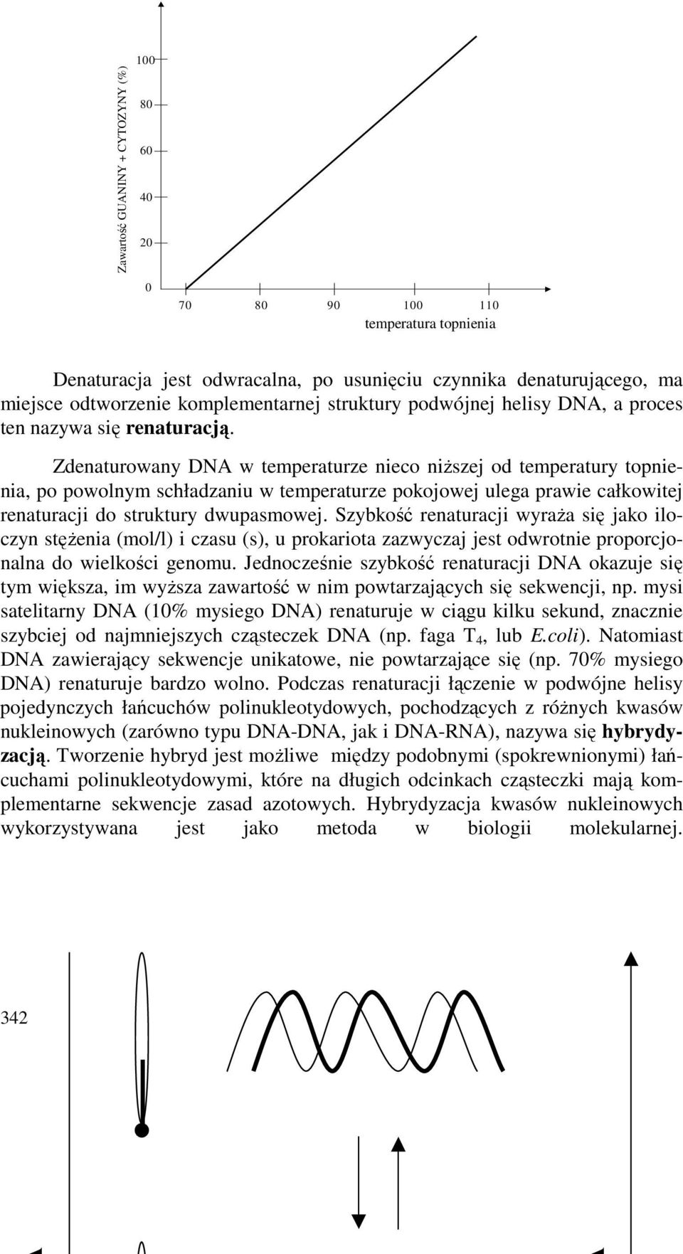 Zdenaturowany DA w temperaturze nieco niŝszej od temperatury topnienia, po powolnym schładzaniu w temperaturze pokojowej ulega prawie całkowitej renaturacji do struktury dwupasmowej.