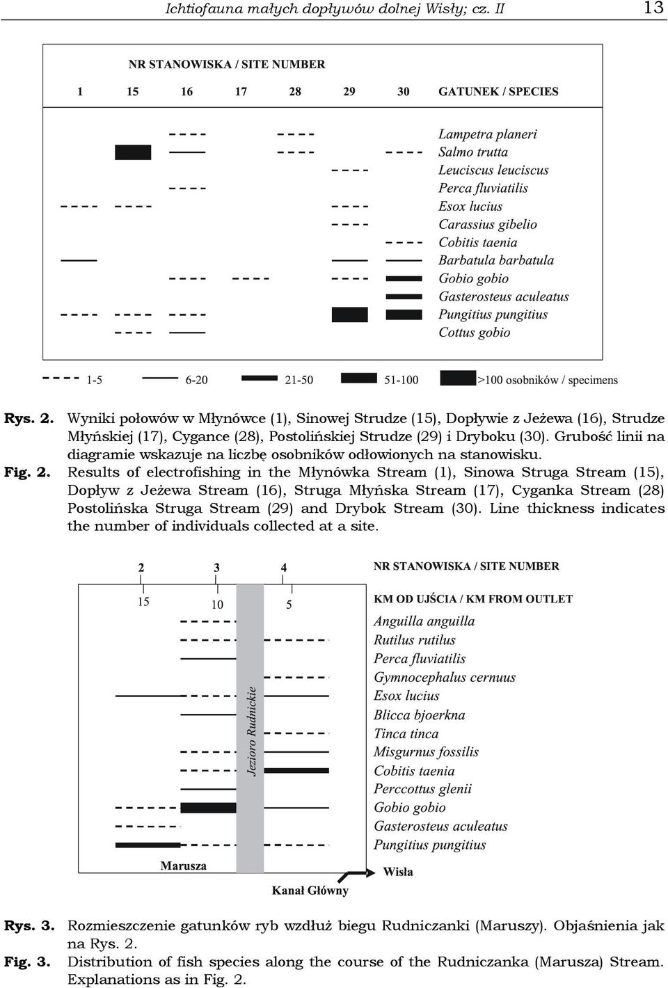 Grubość linii na diagramie wskazuje na liczbę osobników odłowionych na stanowisku. Fig. 2.